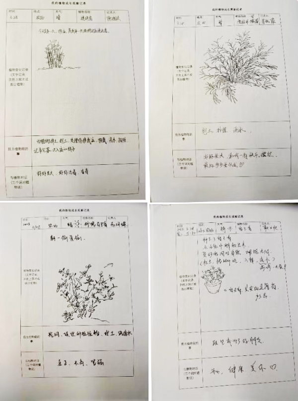 图为园艺志愿者们为芳香植物画的肖像